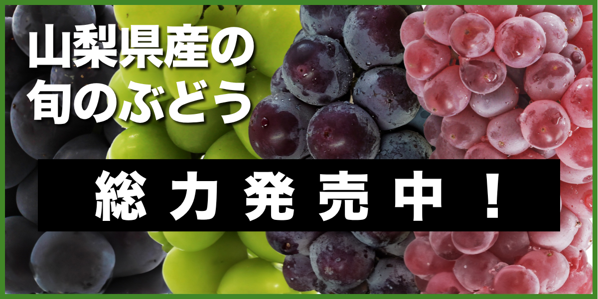 ぶどう総力販売中