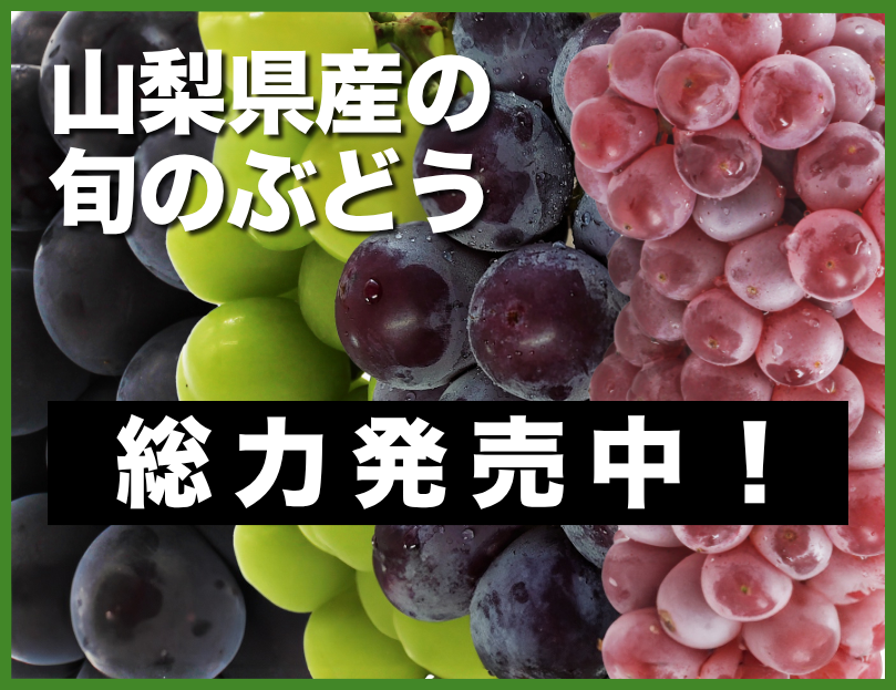 ぶどう総力販売中