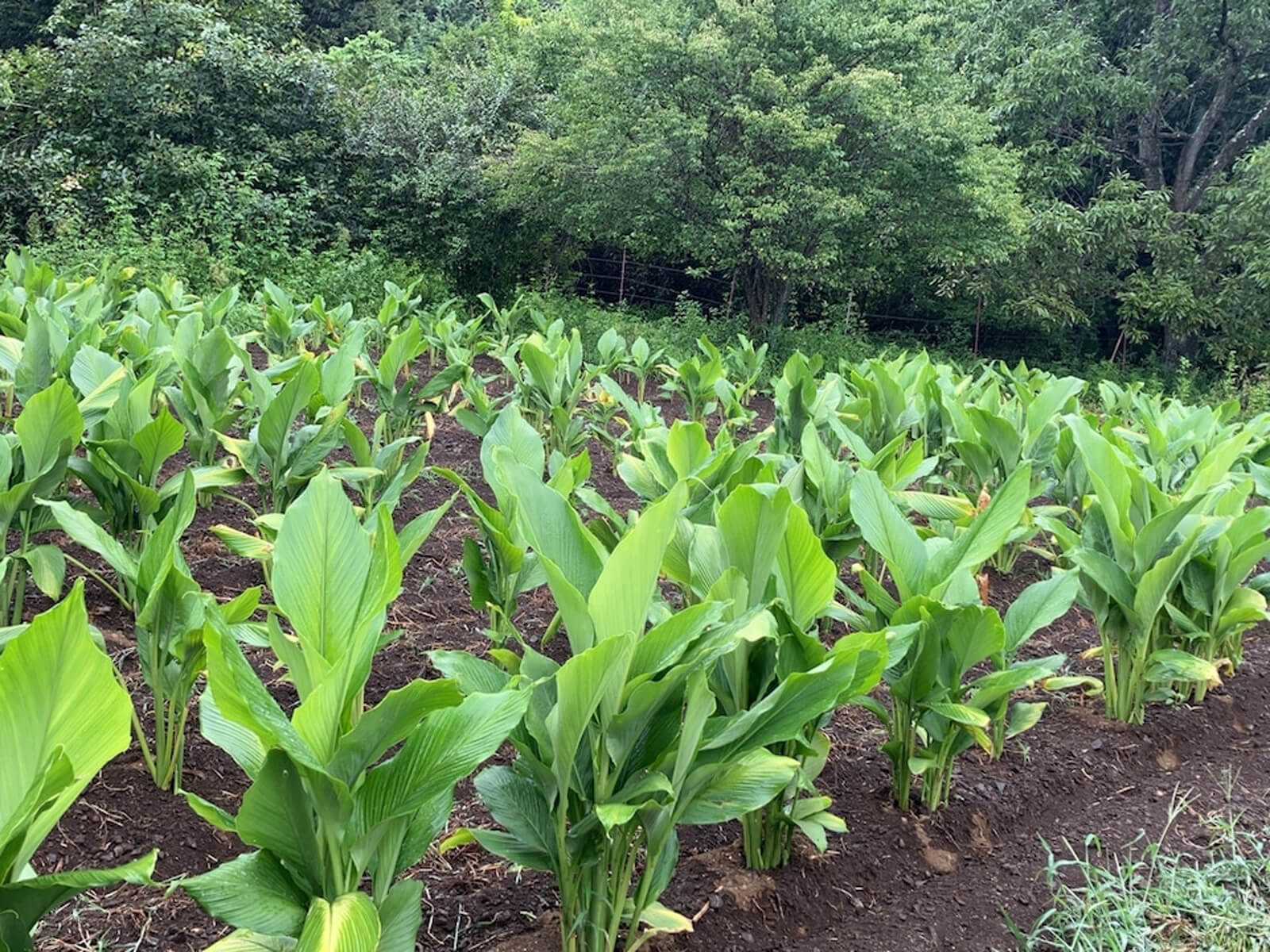 粒ウコン 100粒入 3枚目