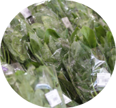 道の駅とよとみの新鮮な野菜ほうれん草